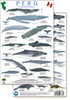 Peru Marine Mammals Guide (Laminated 2-Sided Card)