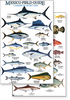 Mexico: Caribbean Sport Fish (Laminated 2-Sided Card)