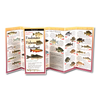 Freshwater Fishes of the Southeast