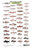 Mac's Field Guides: North American Freshwater Fish