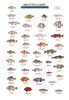 California Coastal Fishes  (Laminated 2-Sided Card)