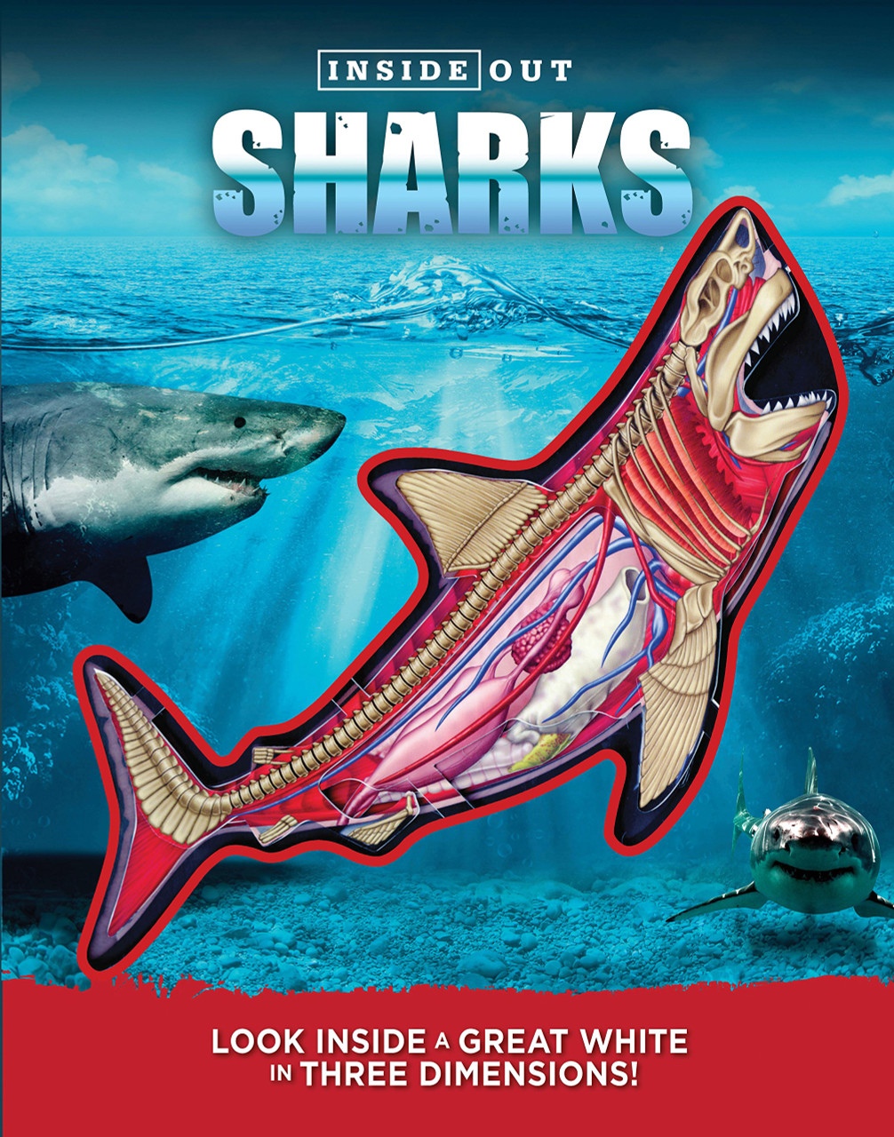 Inside Out Sharks: Look inside a great white in three dimensions!