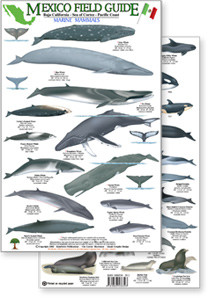 Mexico Field Guide: Baja, Sea of Cortez Marine Mammal Guide (Laminated 2-Sided Card)
