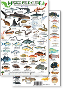 Mexico Field Guide: Baja, Sea of Cortez Reef Fish (Laminated 2-Sided Card)