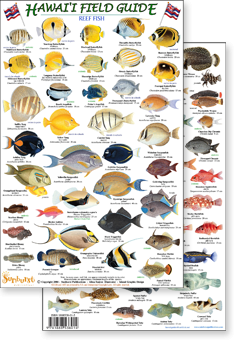 Hawaii Reef Fish #2 (Laminated 2-Sided Card)