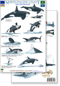 North Pacific Killer Whales & Behaviors Field Guide (Laminated 2-Sided Card)