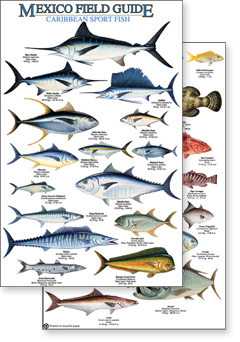 Mexico: Caribbean Sport Fish (Laminated 2-Sided Card)