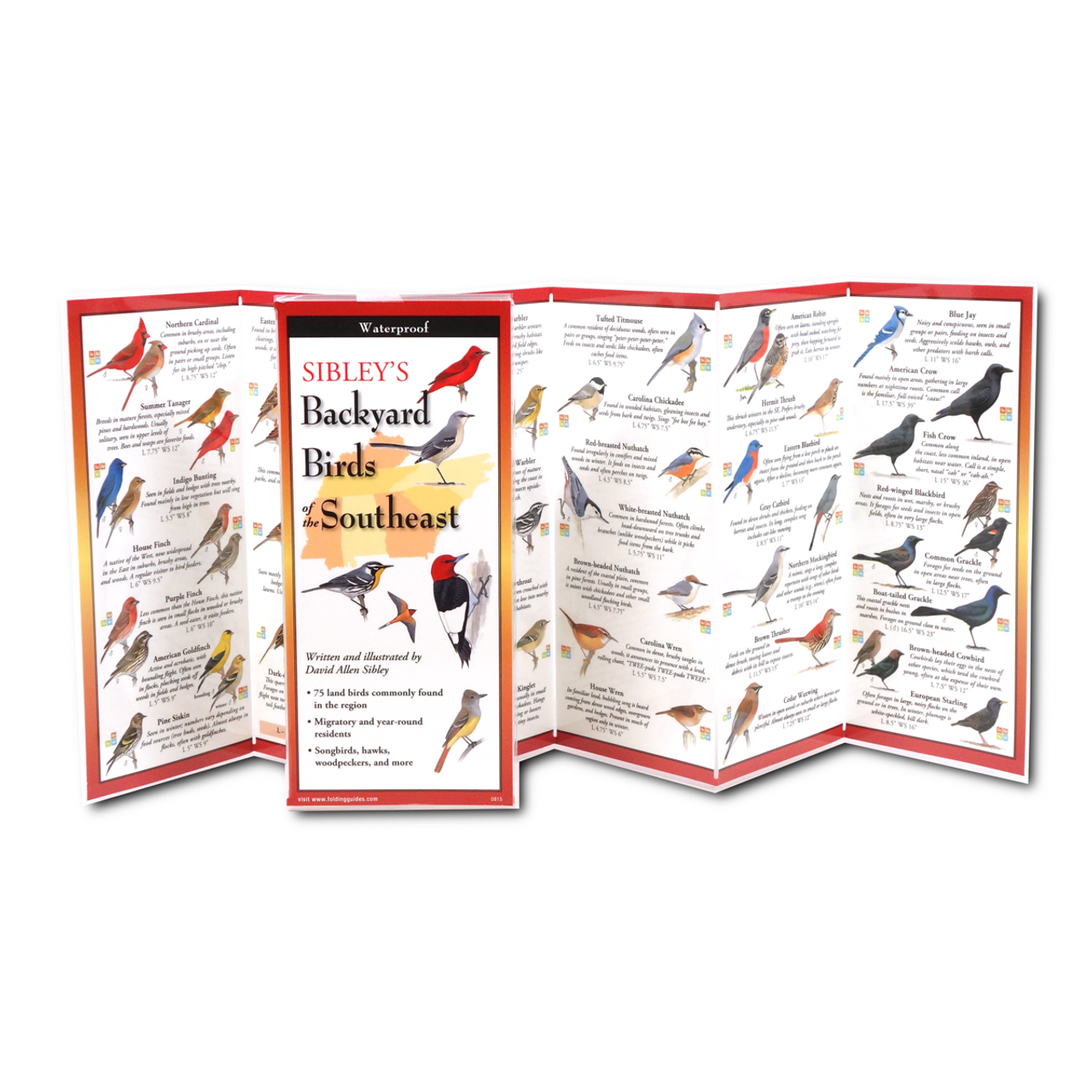 Sibley's Backyard Birds of the Southeast (Folding Guides)