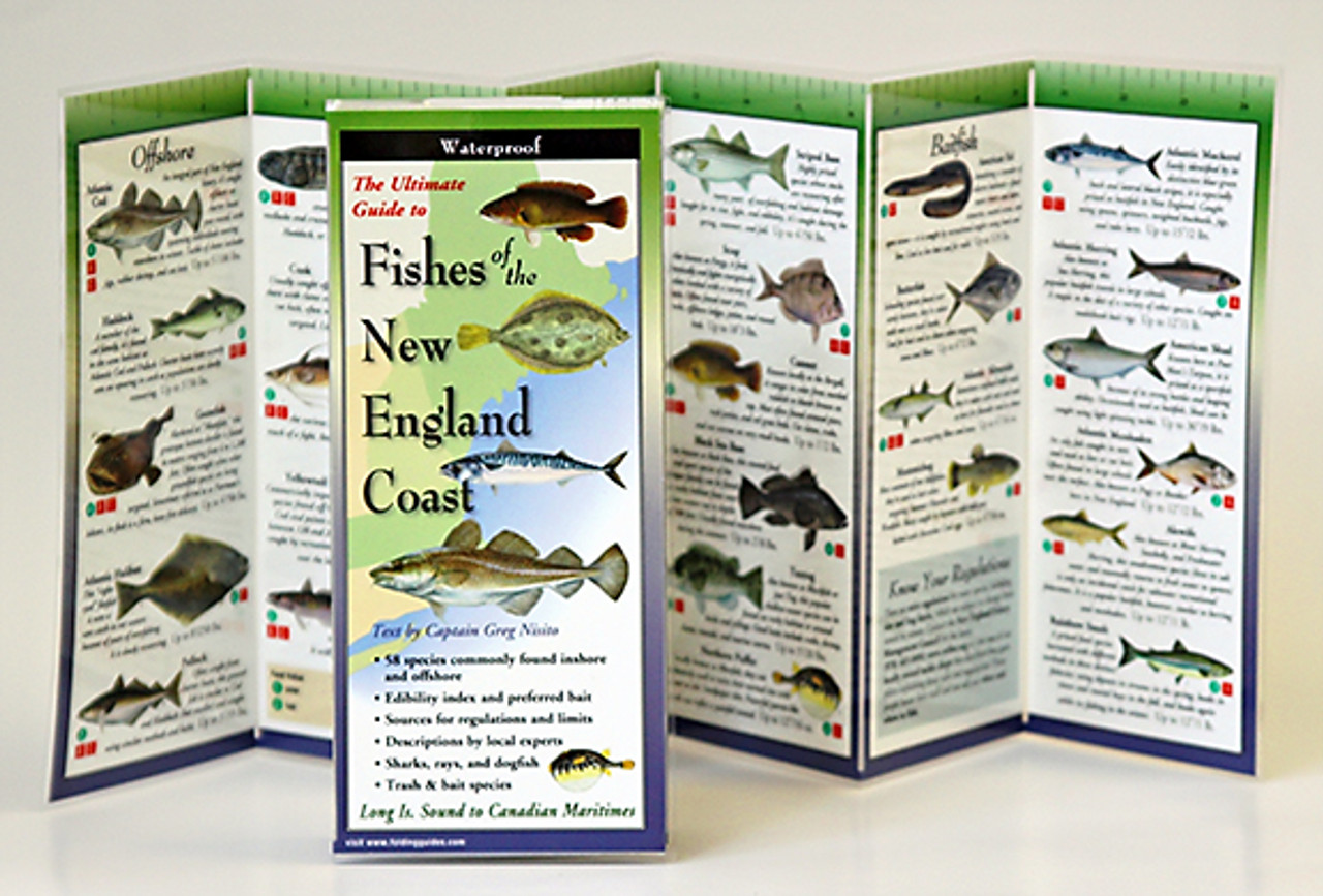 Fishes of the New England Coast (Folding Guides)