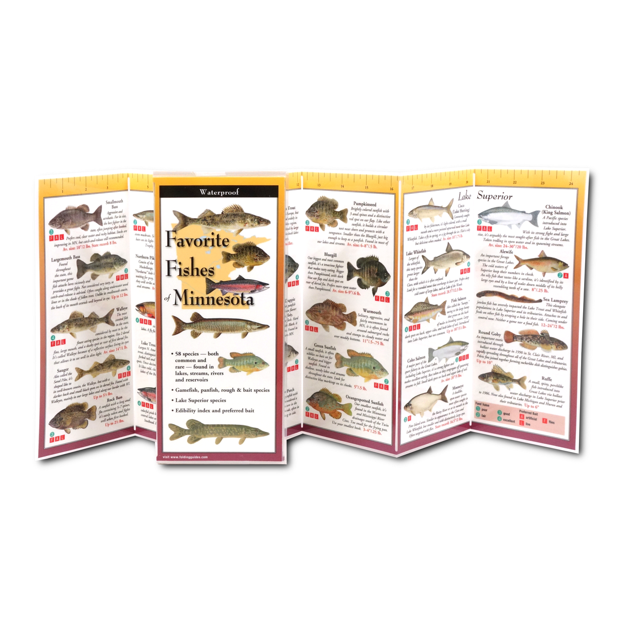 Favorite Fishes of Minnesota