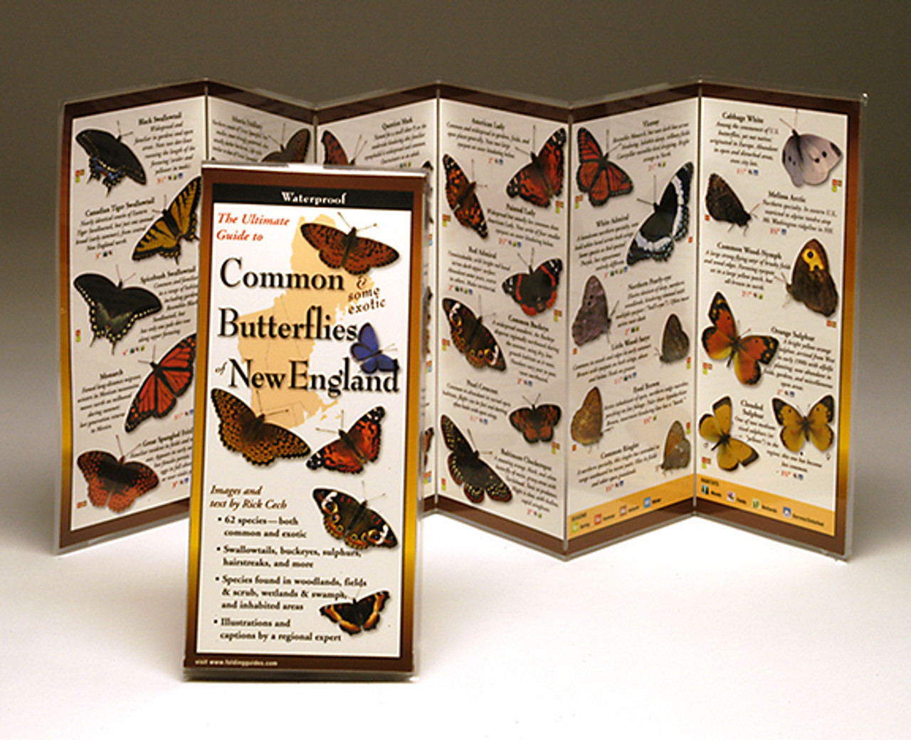 Common Butterflies of New England (Folding Guides)