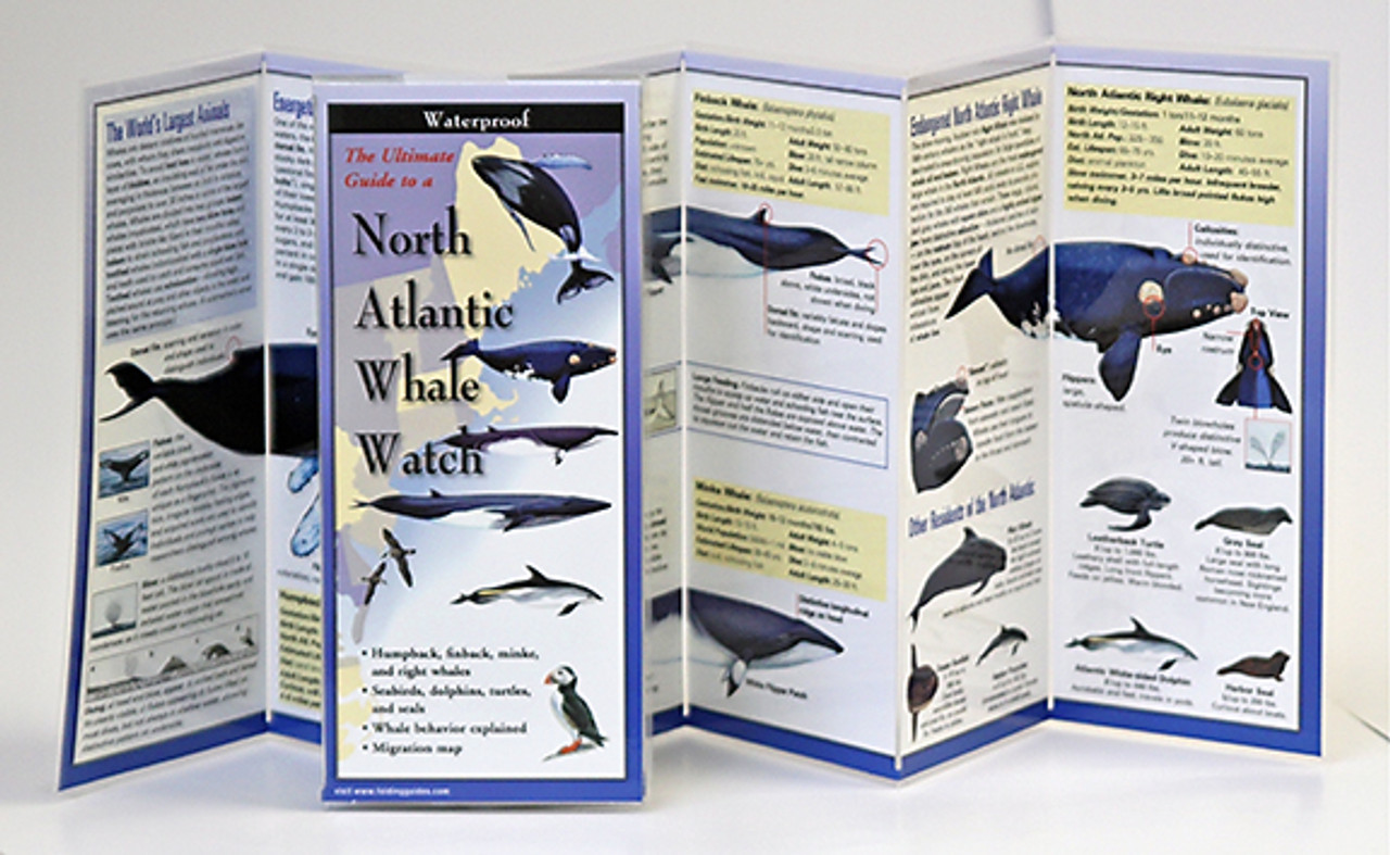 North Atlantic Whale Watch (Folding Guides)