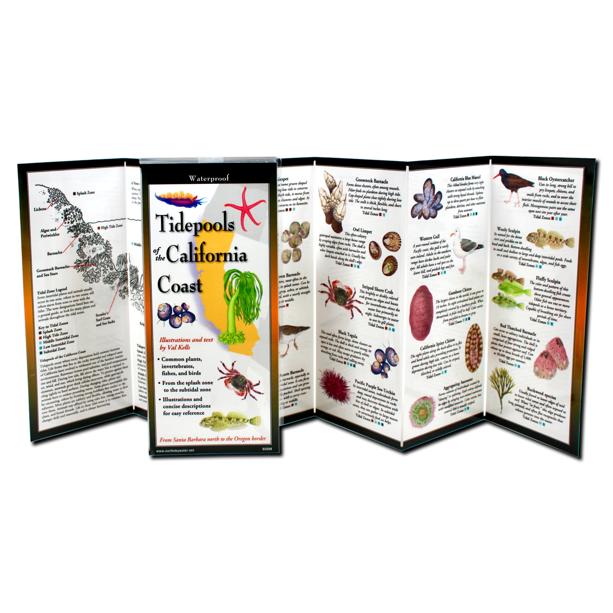 Tidepools of the California Coast