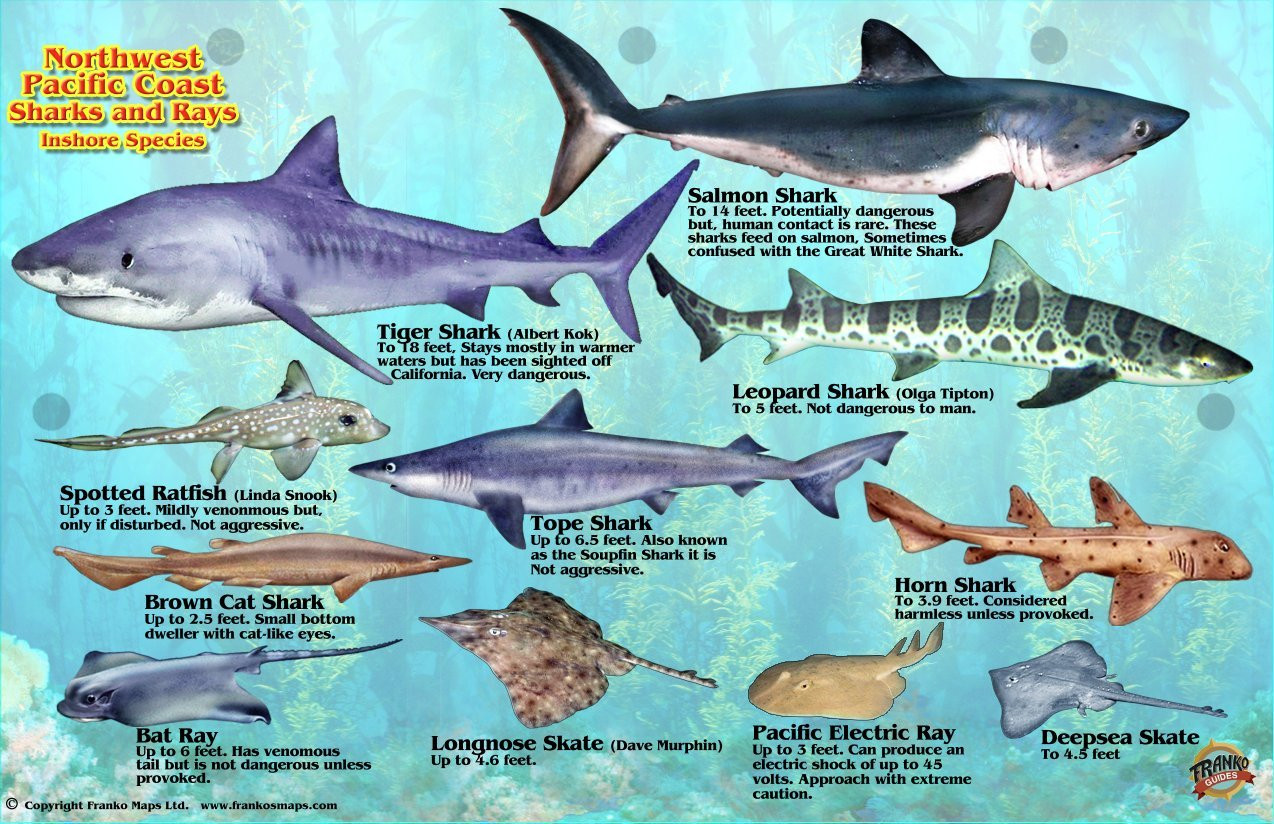 Northwest Pacific Coast Sharks & Rays