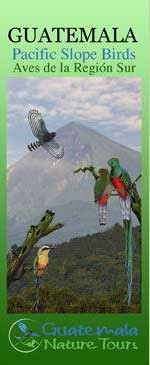 Guatemala Pacific Slope Birds (Laminated 2-Sided Card)