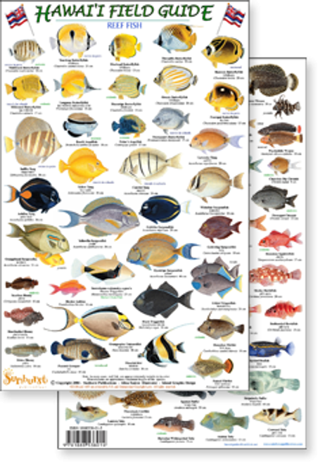 Hawaii Reef Fish #2 (Laminated 2-Sided Card)