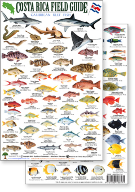 Costa Rica Caribbean Reef Fish, Field Guide (Laminated 2-Sided Card)
