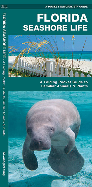 Florida Seashore Life