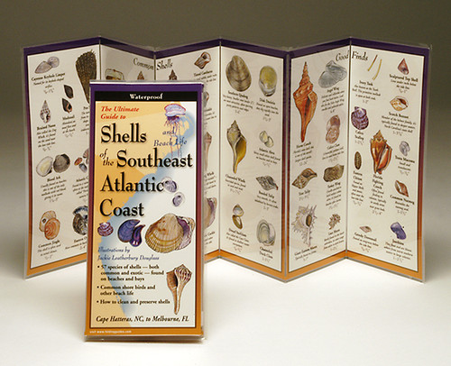 Shells of the Southeast Atlantic Coast (Folding Guides)