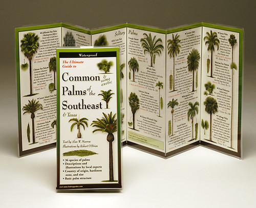 Common Palms of the Southeast (Folding Guides)