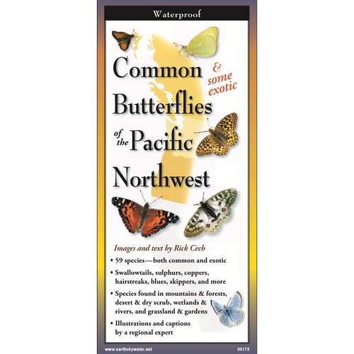 Common Butterflies of the Pacific Northwest