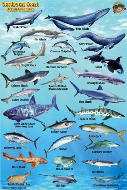 Pacific Northwest Ocean & Kelp Creatures Guide LAMINATED CARD