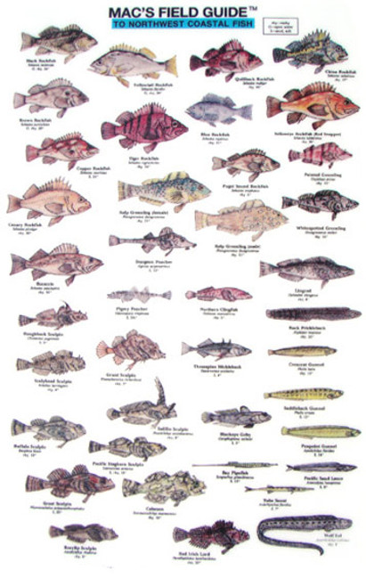 Northwest Coastal Fish  (Laminated 2-Sided Card)