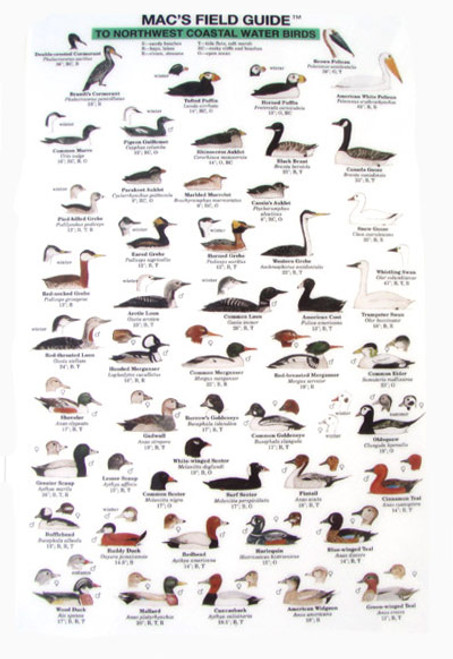 Northwest Coastal Water Birds  (Laminated 2-Sided Card)
