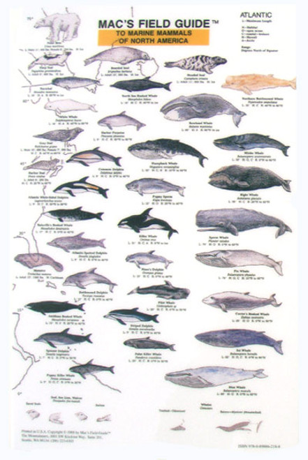 Marine Mammals of North America  (Laminated 2-Sided Card)