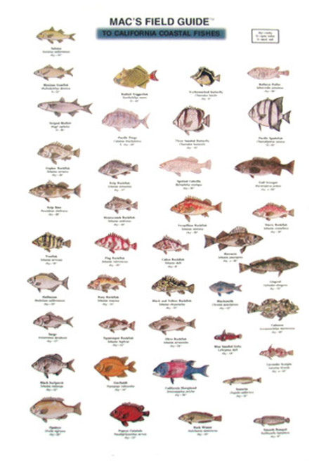 California Coastal Fishes  (Laminated 2-Sided Card)