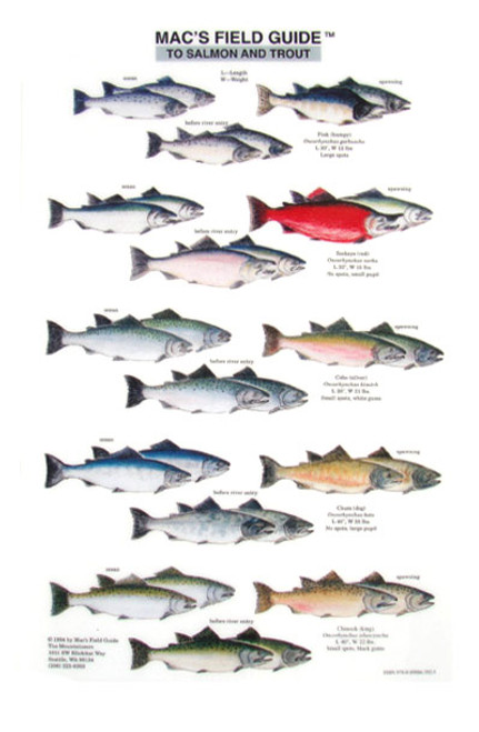 Salmon and Trout of North America  (Laminated 2-Sided Card)