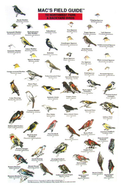 Northwest Park and Backyard Birds  (Laminated 2-Sided Card)