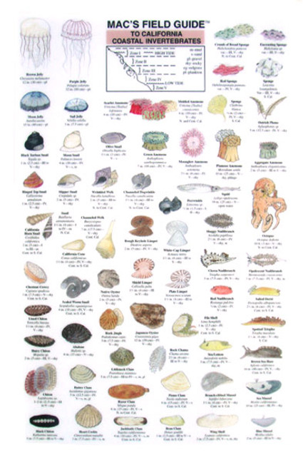 California Coastal Invertebrates  (Laminated 2-Sided Card)