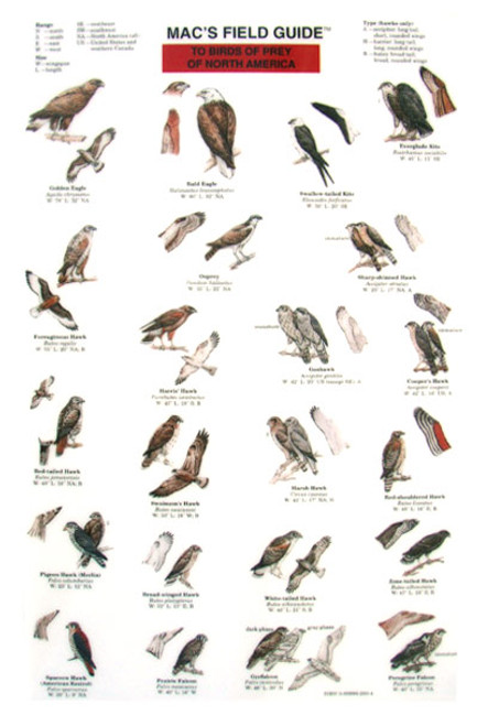 Birds of Prey of North America  (Laminated 2-Sided Card)