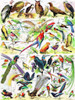 Birds ~ Oiseaux Jigsaw Puzzle 1000 Piece