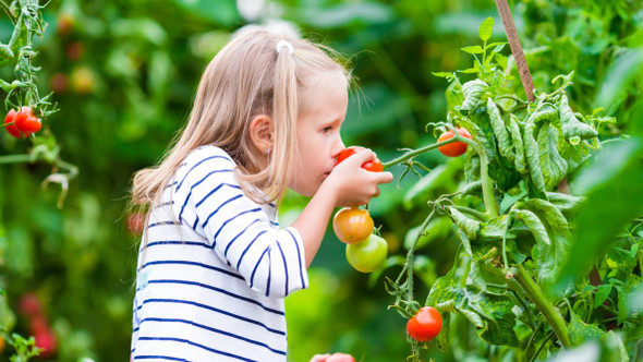 The Old Farmer's Almanac Organic Tomato & Vegetable Plant Food