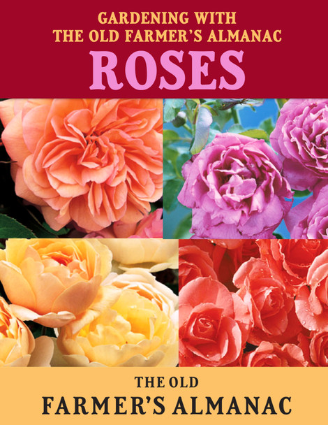 Digital Rose Guide