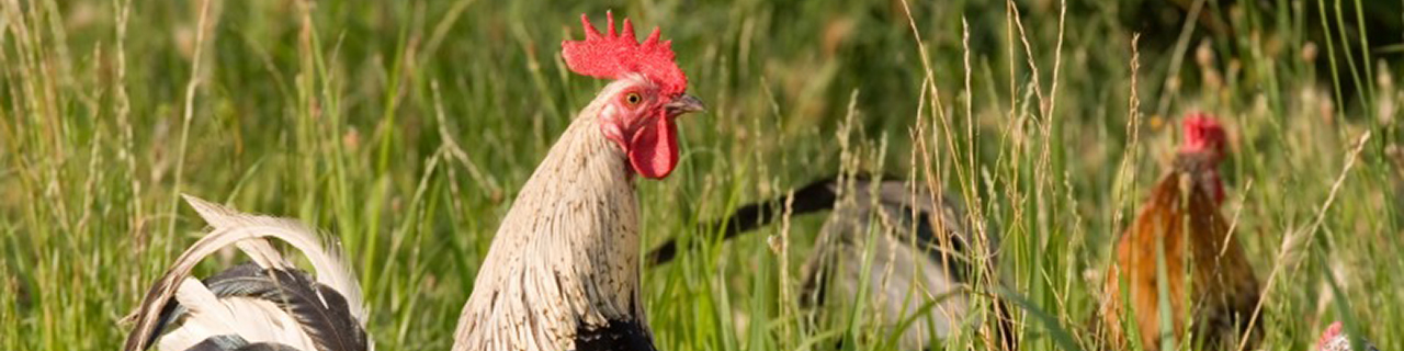 chicken-banner2.jpg