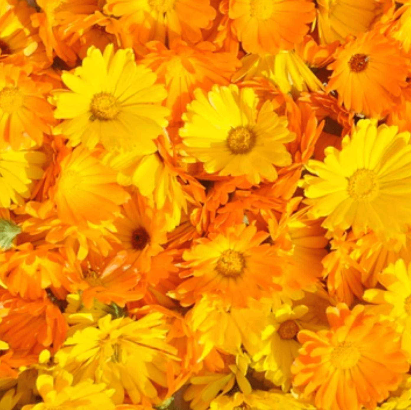 Calming Calendula