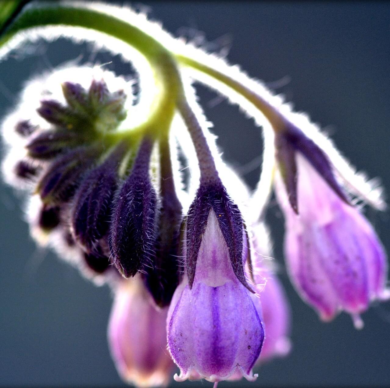 Nice and Comfrey!