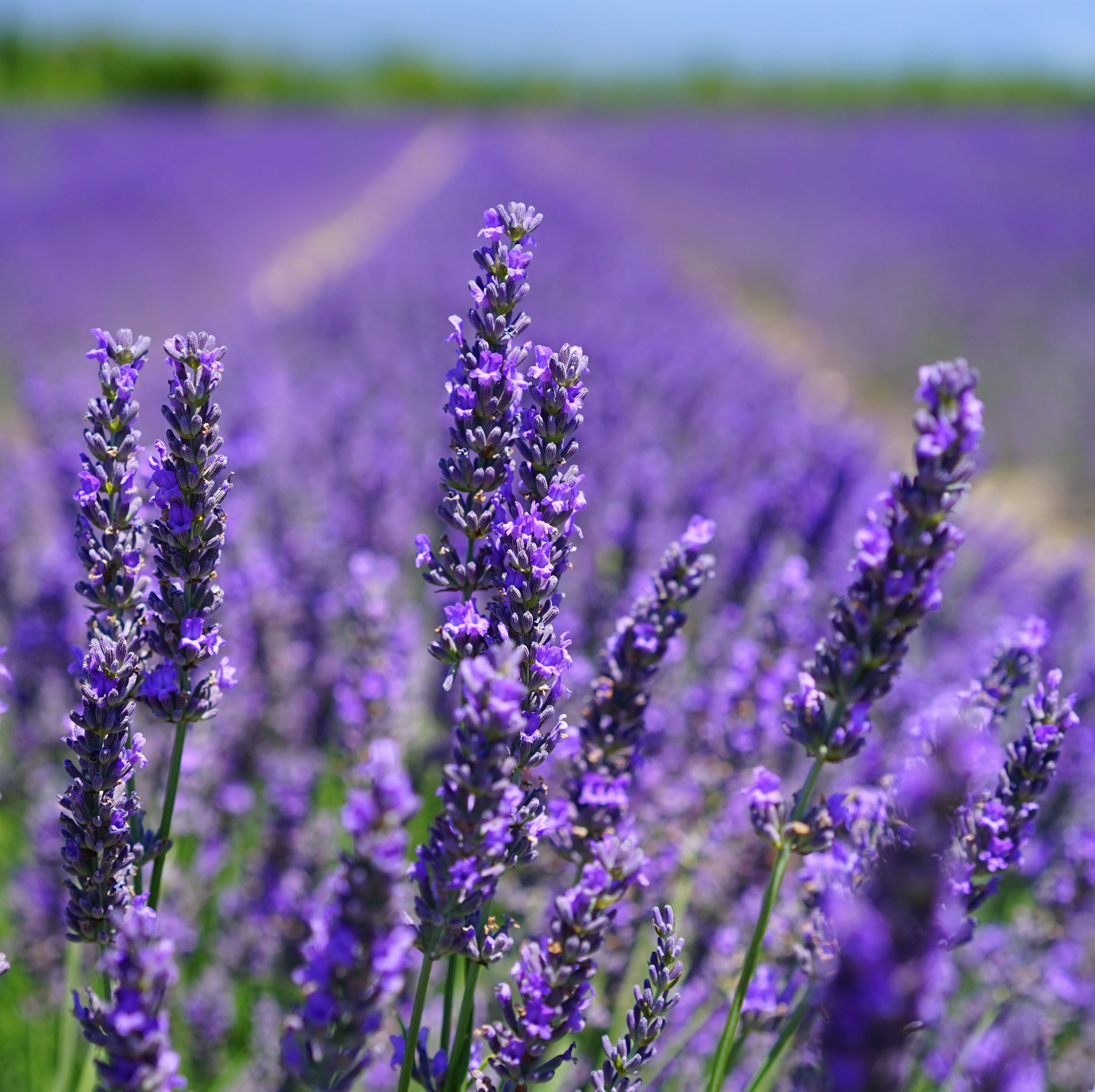 Lavender Aromatherapy Room Spray