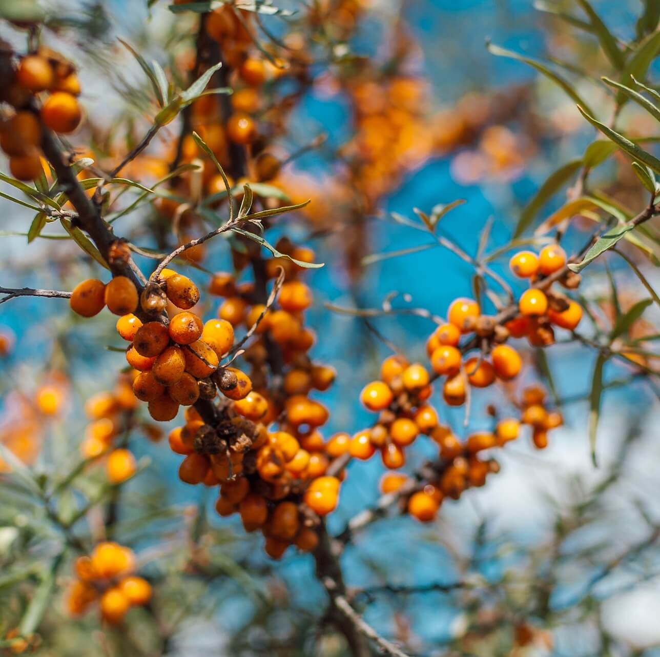 Ingredient Spotlight: Sea Buckthorn