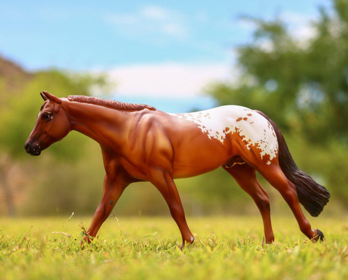 Chocolatey Champion Appaloosa 