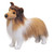 Dixie Sheltie Standing