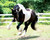 Battlefield Angel - Pinto Freesian Sport Horse 