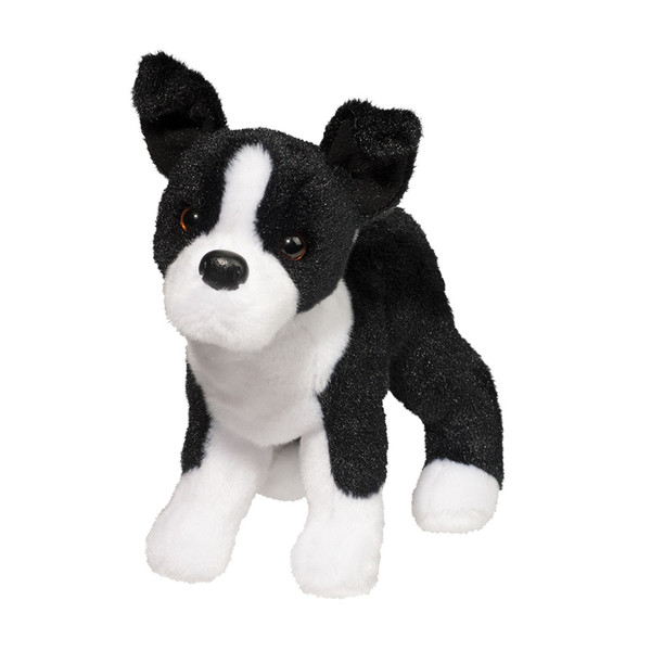 Quincy Boston Terrier 