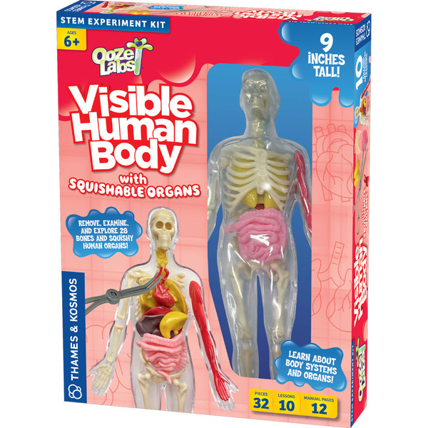 Ooze Labs: Visible Human Body with Squishable Organs  Ooze Labs: Visible Human Body with Squishable Organs