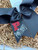 P Panthers Cheer Bow