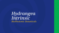 Hydrangea Intrinsic BioPhotonic Botanicals