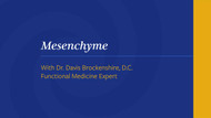 Mesenchyme - Dr. Brockenshire